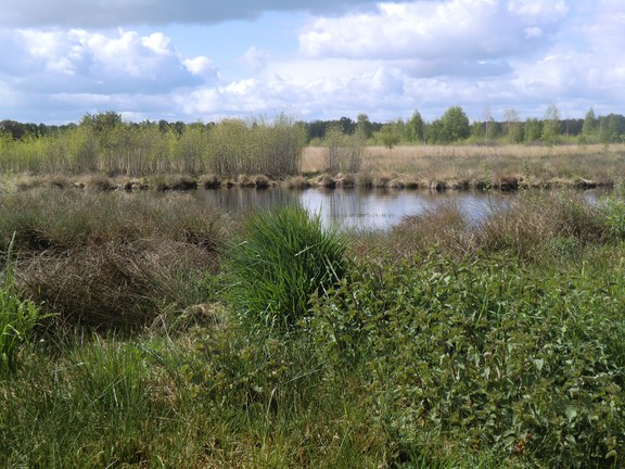Blick über das Emsdettener Venn (Foto: WHB/A. Weber)