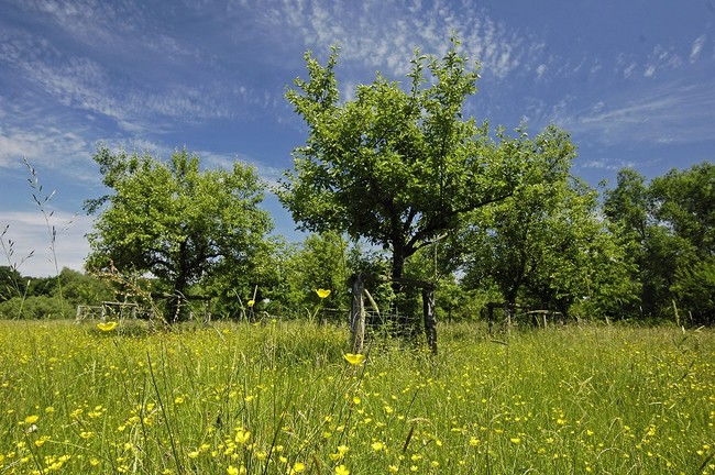 Streuobstweide in Multhöpen – Der Heimatverein Ottenhausen e. V. setzt sich für den Erhalt von rund 40 ha Natur- und Kulturlandschaft ein. Foto/ Frank Grawe