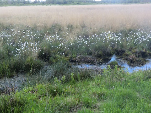 Blühendes Wollgras im Emsdettener Venn. (Foto: WHB/A. Weber)