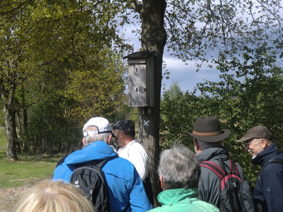 Unterhalb dieses Hornissenkastens befindet sich das X für den Hauptwanderweg des WHB. (Foto: WHB/A. Weber)
